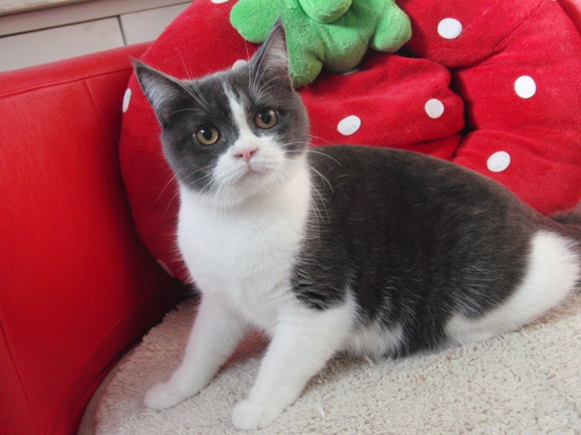 スコティッシュフォールドの子猫画像