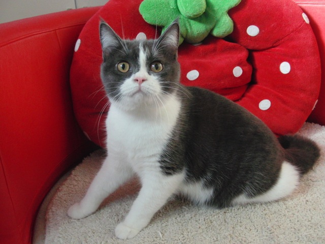 スコティッシュフォールドの子猫画像