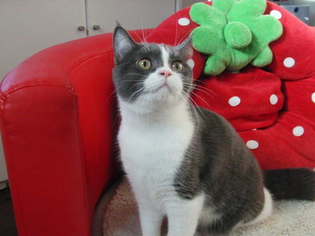 スコティッシュフォールドの子猫画像