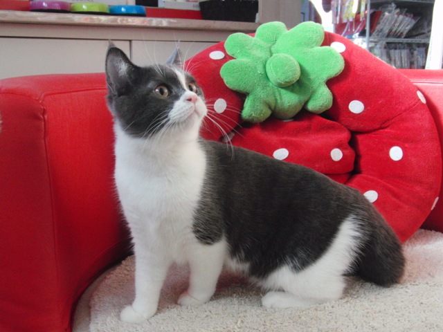 スコティッシュフォールドの子猫画像
