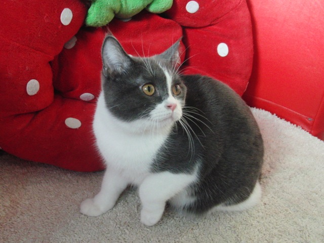 スコティッシュフォールドの子猫画像