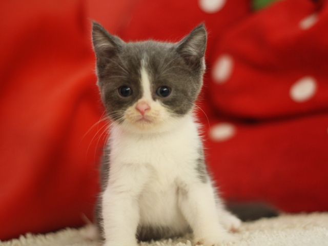 スコティッシュフォールドの子猫画像