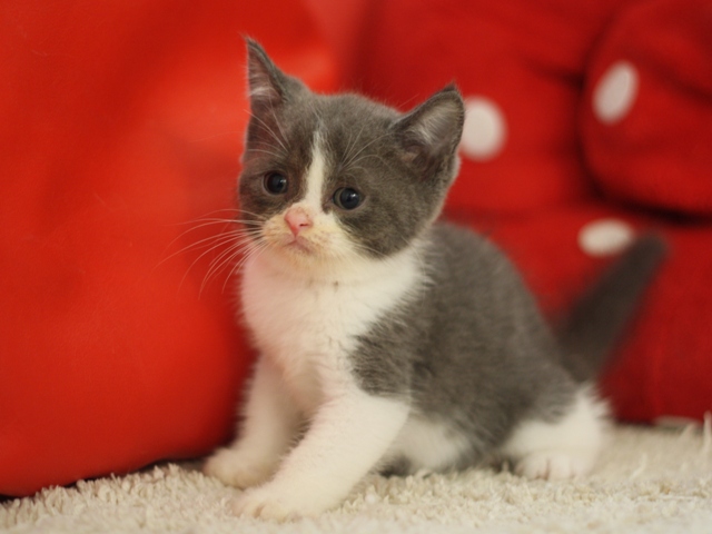 スコティッシュフォールドの子猫画像