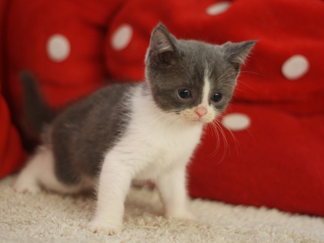 スコティッシュフォールドの子猫画像