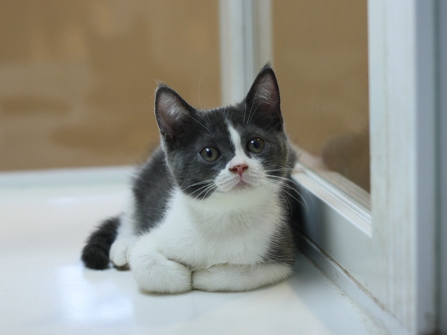 スコティッシュフォールドの子猫画像