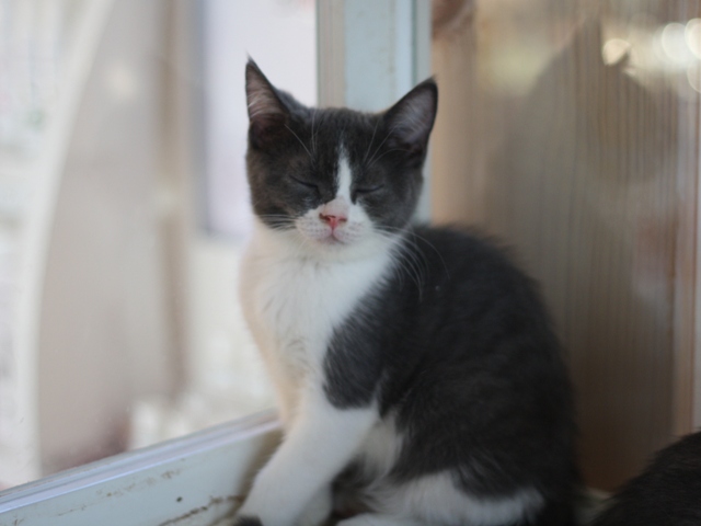 スコティッシュフォールドの子猫画像