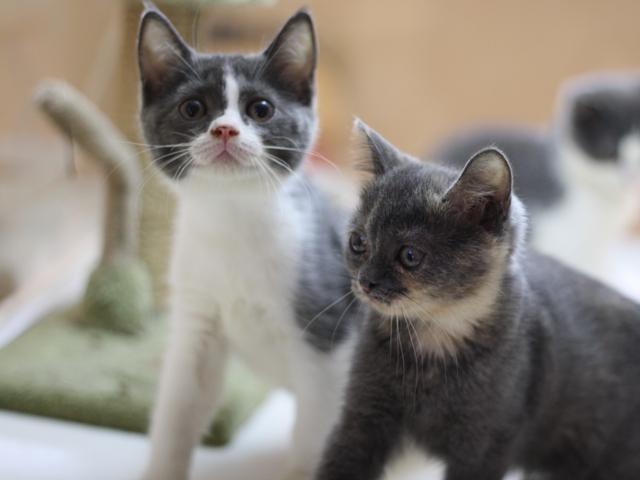 スコティッシュフォールドの子猫画像