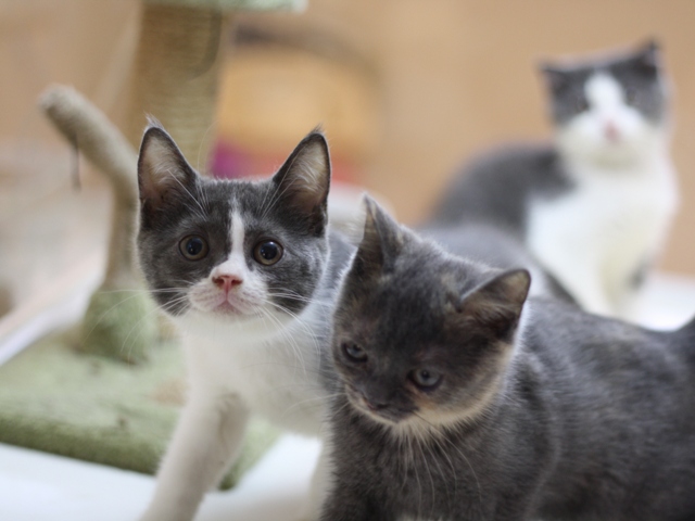 スコティッシュフォールドの子猫画像