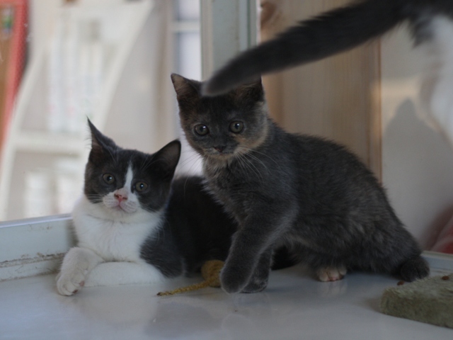 スコティッシュフォールドの子猫画像