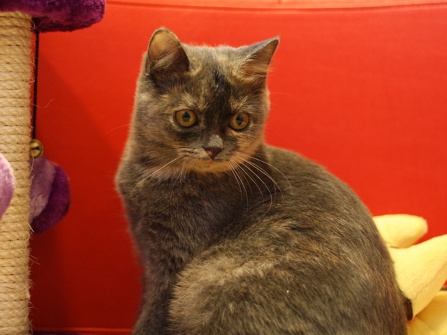 スコティッシュフォールドの子猫画像