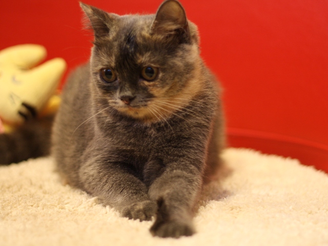 スコティッシュフォールドの子猫画像
