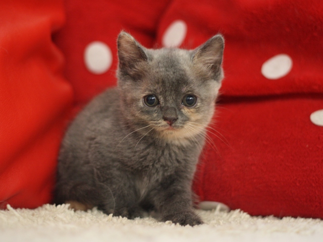 スコティッシュフォールドの子猫画像
