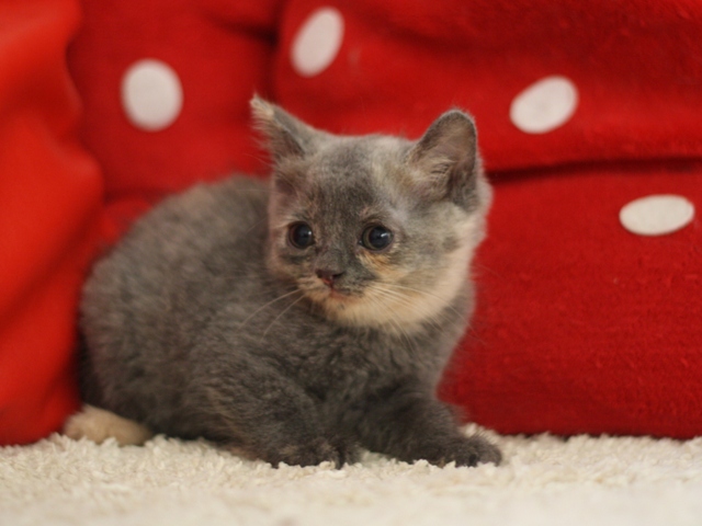 スコティッシュフォールドの子猫画像