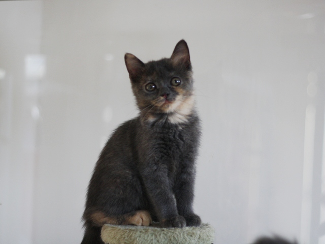 スコティッシュフォールドの子猫画像
