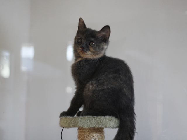 スコティッシュフォールドの子猫画像