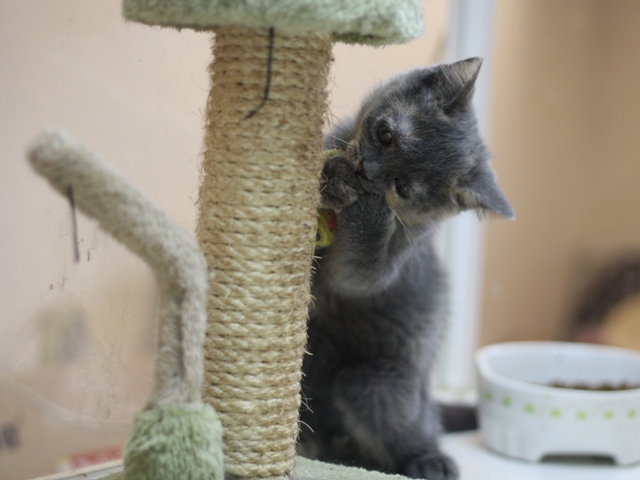 スコティッシュフォールドの子猫画像