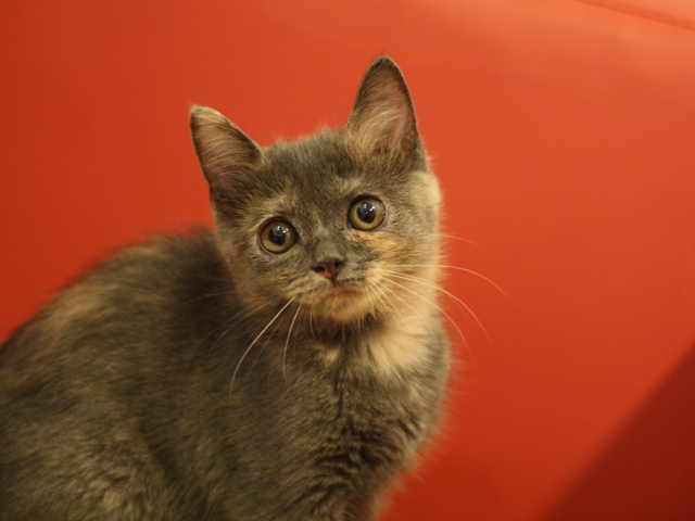 スコティッシュフォールドの子猫画像