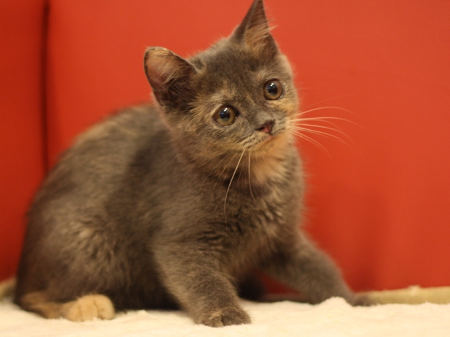 スコティッシュフォールドの子猫画像