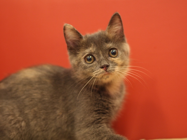スコティッシュフォールドの子猫画像