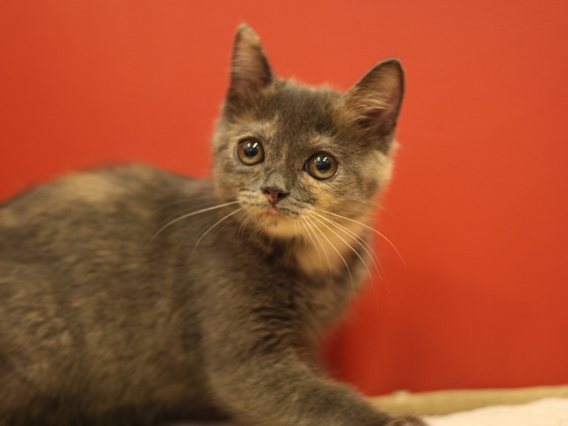 スコティッシュフォールドの子猫画像