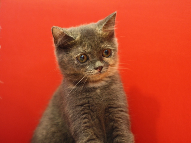 スコティッシュフォールドの子猫画像