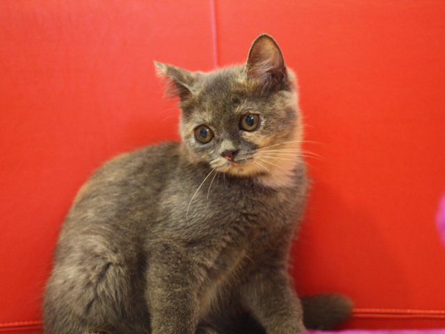 スコティッシュフォールドの子猫画像