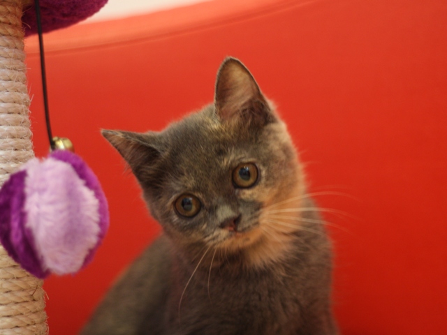 スコティッシュフォールドの子猫画像