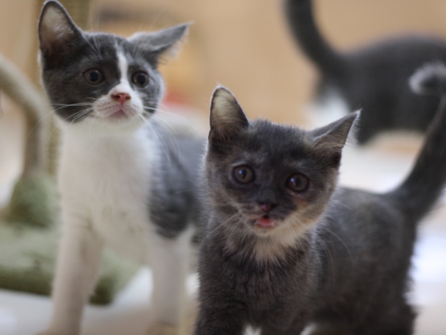 スコティッシュフォールドの子猫画像