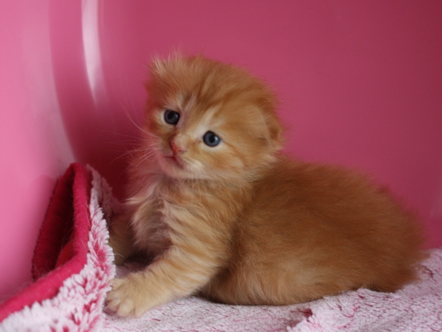 スコティッシュフォールドの子猫画像