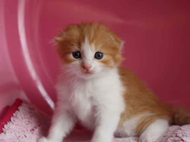 スコティッシュフォールドの子猫画像