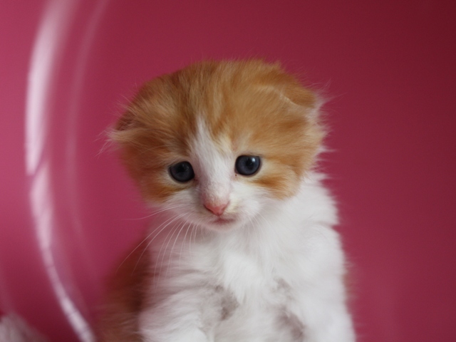 スコティッシュフォールドの子猫画像