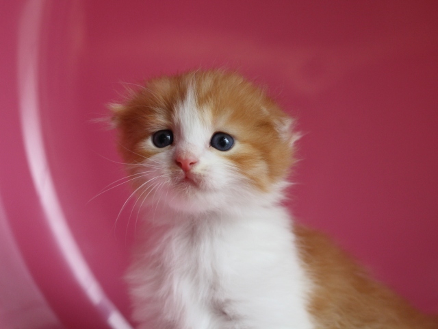 スコティッシュフォールドの子猫画像