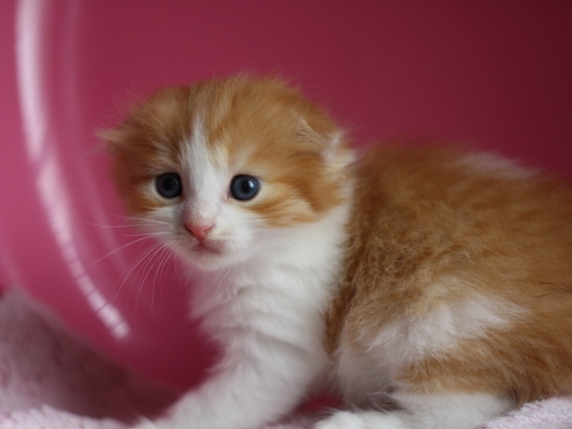 スコティッシュフォールドの子猫画像