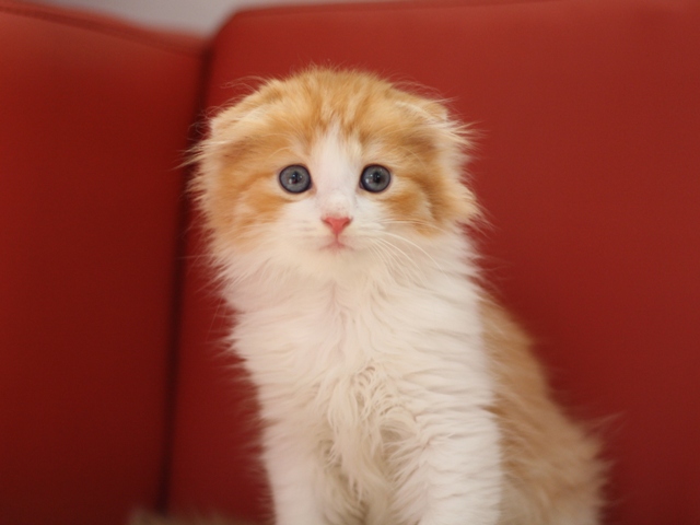 スコティッシュフォールドの子猫画像