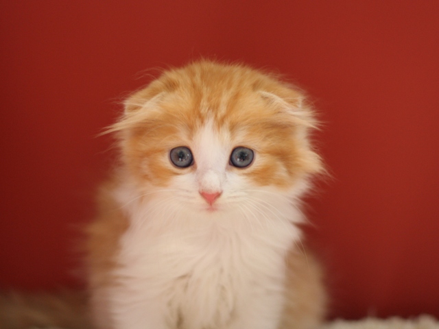 スコティッシュフォールドの子猫画像