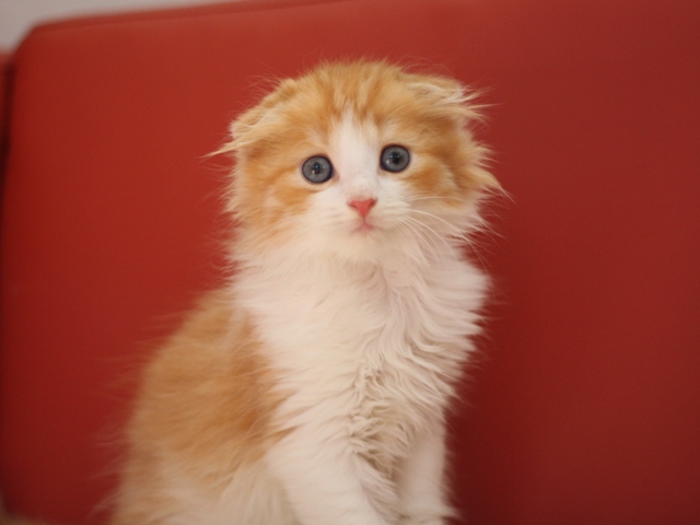 スコティッシュフォールドの子猫画像
