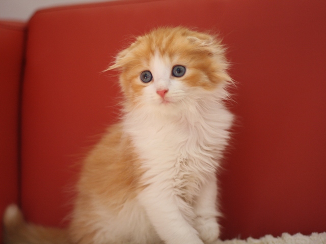 スコティッシュフォールドの子猫画像
