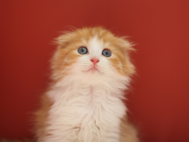 スコティッシュフォールドの子猫画像