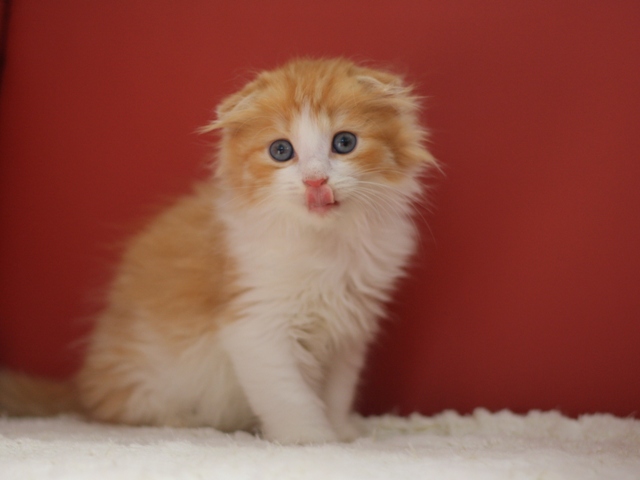 スコティッシュフォールドの子猫画像
