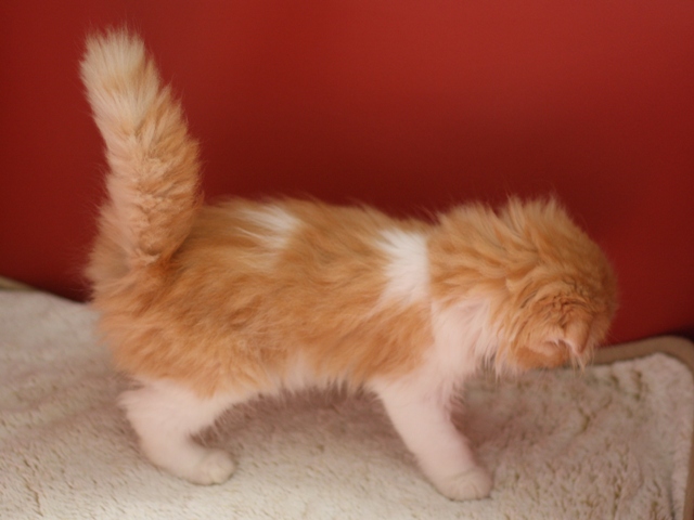 スコティッシュフォールドの子猫画像