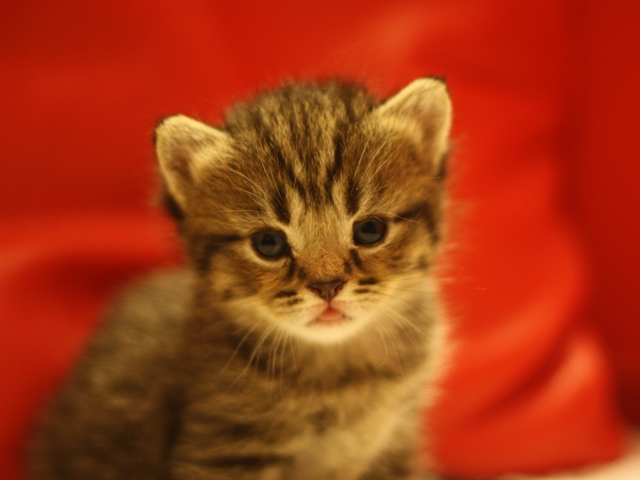 スコティッシュフォールドの子猫画像