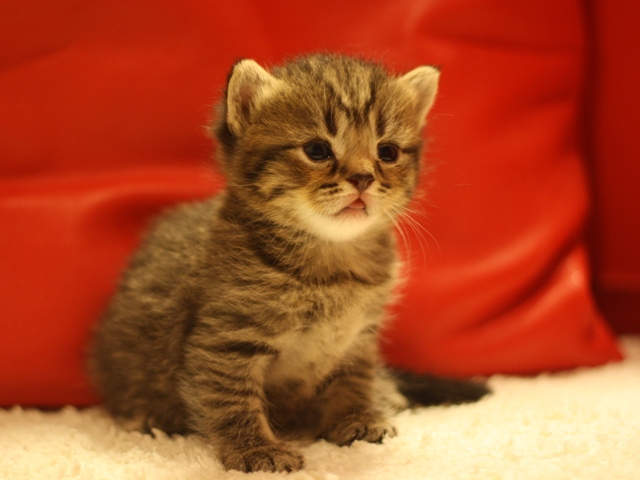 スコティッシュフォールドの子猫画像