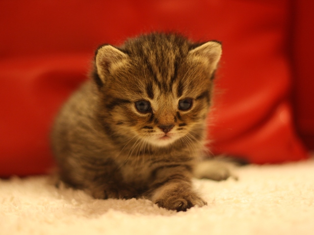 スコティッシュフォールドの子猫画像