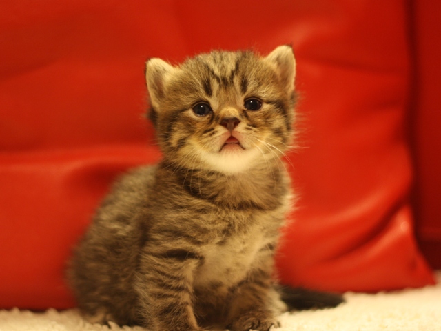 スコティッシュフォールドの子猫画像