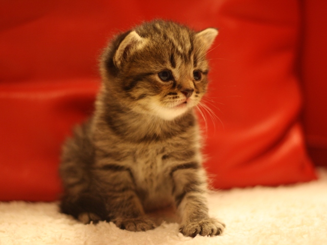スコティッシュフォールドの子猫画像