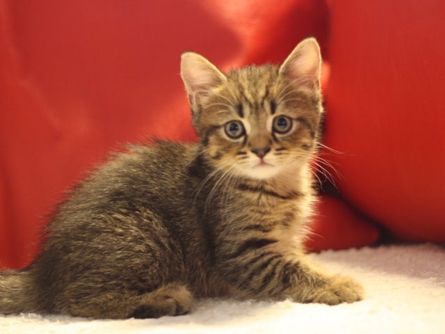 スコティッシュフォールドの子猫画像