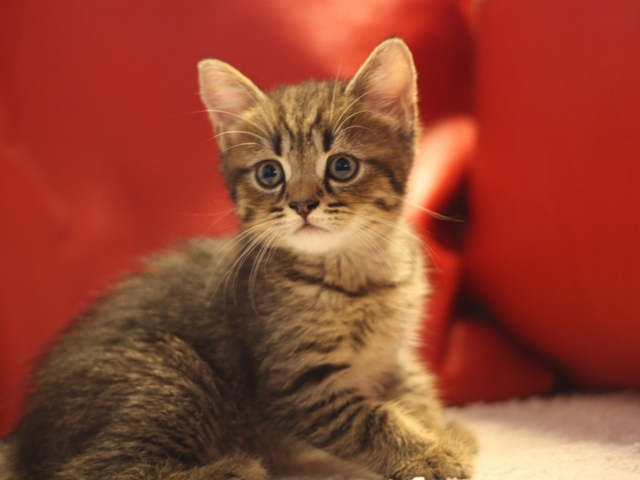 スコティッシュフォールドの子猫画像