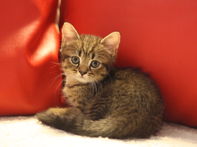 スコティッシュフォールドの子猫画像