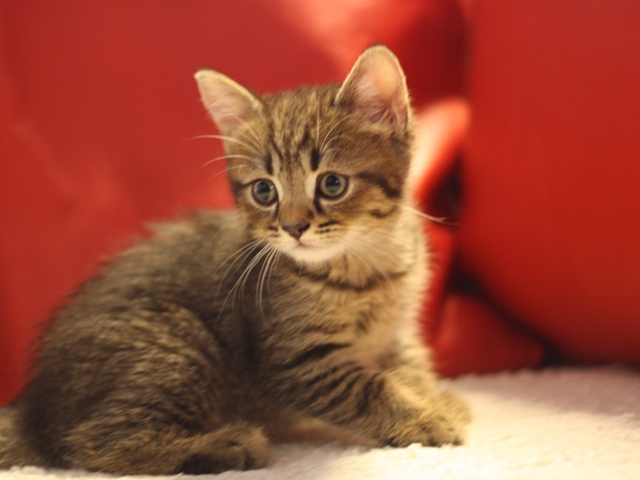 スコティッシュフォールドの子猫画像
