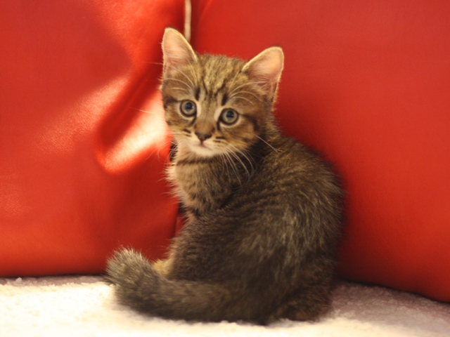 スコティッシュフォールドの子猫画像